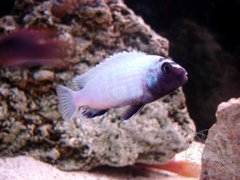 Pseudotropheus Polit