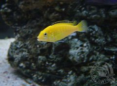 Labidochromis caeruleus ( Yellow )