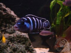 Pseudotropheus demasoni