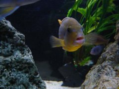 Iodotropheus sprengerae