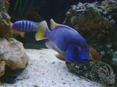 Pseudotropheus acei