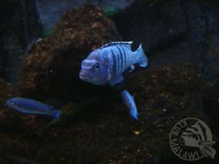 Pseudotropheus saulosi samiec
