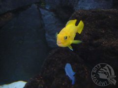 Pseudotropheus saulosi samiczka
