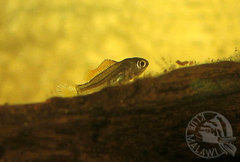 Malutki Copadichromis Borleyi - w ogolnym