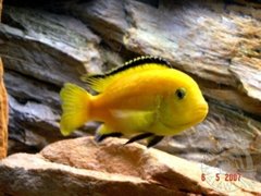 L.Caeruleus
