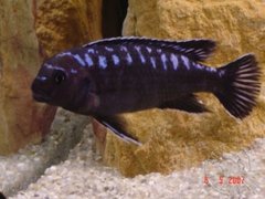 M.Johannii