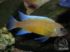 Labeotropheus trewavasae Chilumba (kulfon:)
