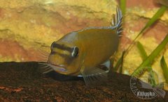 Labeotropheus trewavasae Chilumba