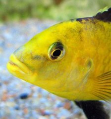 Labidochromis Caeruleus para (yellow + orange) - Michal1994