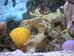 gdzie jest nemo...2