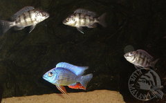 Protomelas steveni taiwan