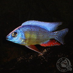Protomelas steveni taiwan