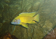 Aulonocara baenschi