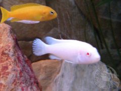 Pseudotropheus socolofi Snow White
