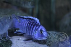 labidochromis zebroides