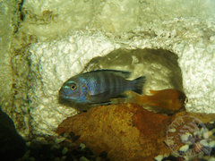 saulosi w domu