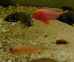 fire fish