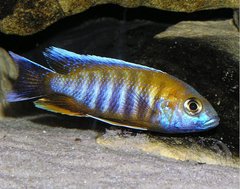 Aulonocara Jacobfreybergi