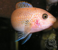 Labeotropheus trewavasae Thumbi West