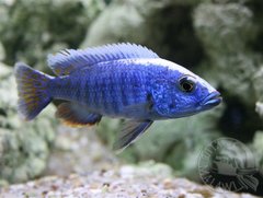 Sciaenochromis fryeri ktory mial byc Otopharynx lithobates