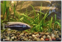 Melanochromis Auratus-samiec