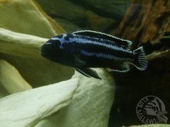 Melanochromis maingano