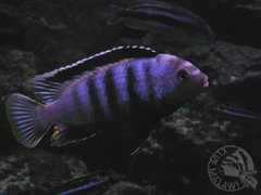 Pseudotropheus Saulosi