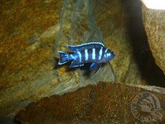 Zabijaka - Pseudotropheus Demasoni