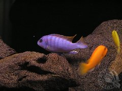 Labidochromis sp. "hongi"