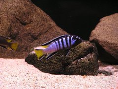 Pseudotropheus elongatus "mphanga"