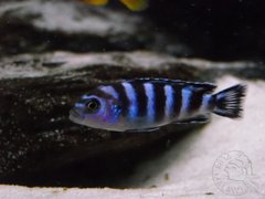 demasoni