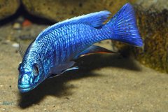 S. Fryeri Samiec