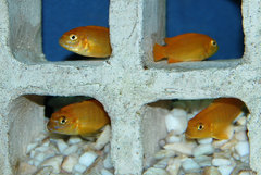 Pseudotropheus saulosi coral