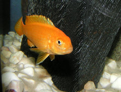 Pseudotropheus saulosi coral