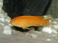 Pseudotropheus saulosi coral