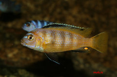 Pseudotropheus saulosi