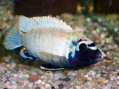 Pseudotropheus sp. "polit"