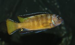 Metriaclima sp. "elongatus usisya"