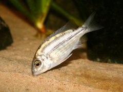 Protomelas taeniolatus, Senga Point