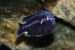 Melanochromis parallelus