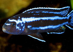 Melanochromis Cyaneorhabdos - samiec dominant