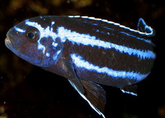 Melanochromis Cyaneorhabdos - samiec na zakrecie