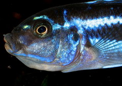 Melanochromis Cyaneorhabdos - inkubujaca samica
