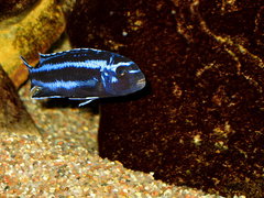 Melanochromis Cyaneorhabdos - samiec