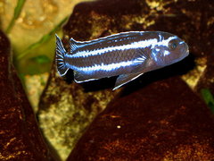 Melanochromis Cyaneorhabdos - samiec