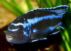 Melanochromis Cyaneorhabdos - samiec