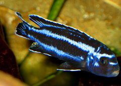Melanochromis Cyaneorhabdos - samiec