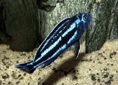 Melanochromis cyaneorhabdos Maingano F1