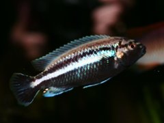 M. auratus, samiec