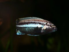 Melanochromis auratus